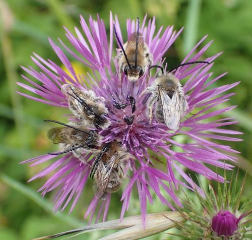 Réf. 180 625 : Eucera sp.